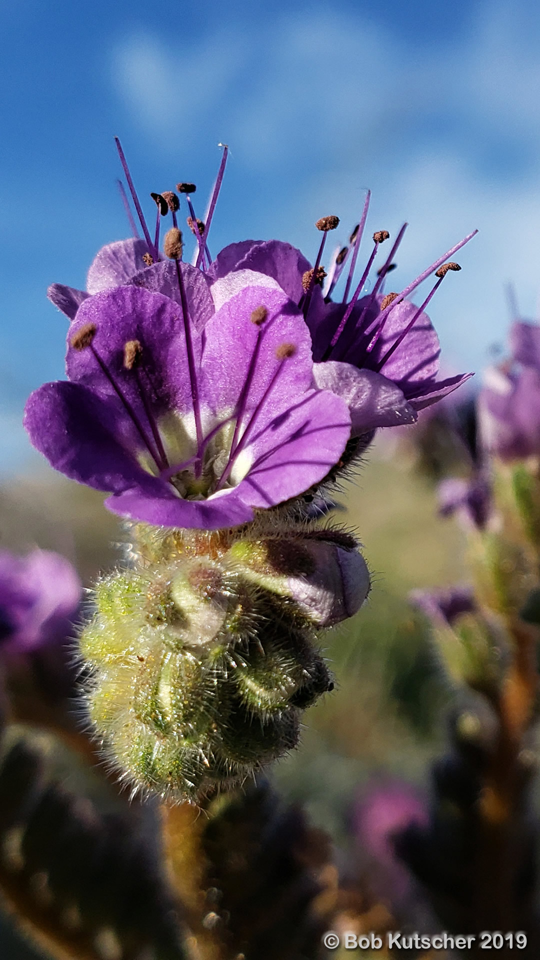 Borrego Springs, CA Superbloom 2019